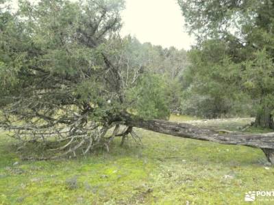 Sabinar de Arlanza y Villa Romana de Santa Cruz;senderismo gratis madrid cristal de roca senderismo 